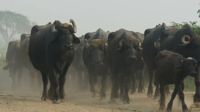 Buffaloes walk over a dusty path in a village near Amritsar, rural India