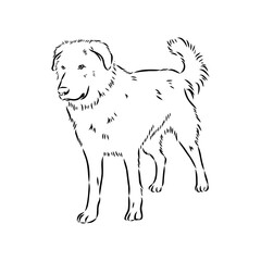 aidi dog, vector sketch outline pencil drawing artwork, black character on white background