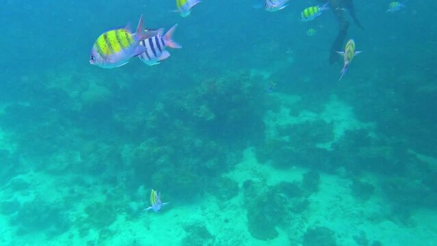 Snorkling snorkel in Phi Phi Island Corel reef teaming with reef fish of various colours. Phuket Thailand teaming with reef fish of various colours. vibrant and colourful Corel reef
