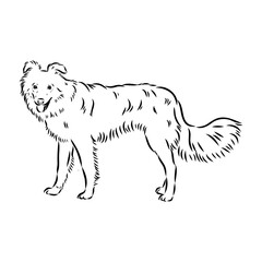 aidi dog, vector sketch outline pencil drawing artwork, black character on white background