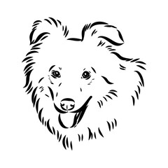 aidi dog, vector sketch outline pencil drawing artwork, black character on white background