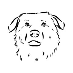 aidi dog, vector sketch outline pencil drawing artwork, black character on white background