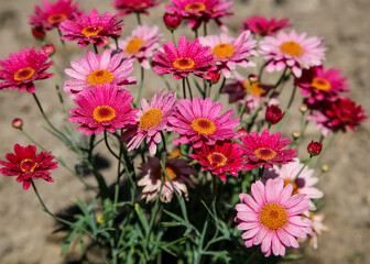 Colorful display of pink and red Marguerite Daisy flowers