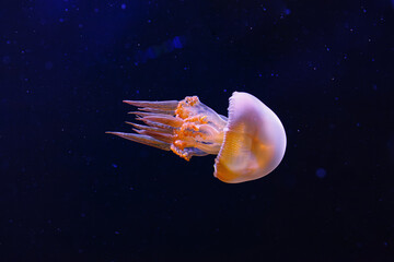underwater photography of beautiful flame jellyfish rhopilema esculentum