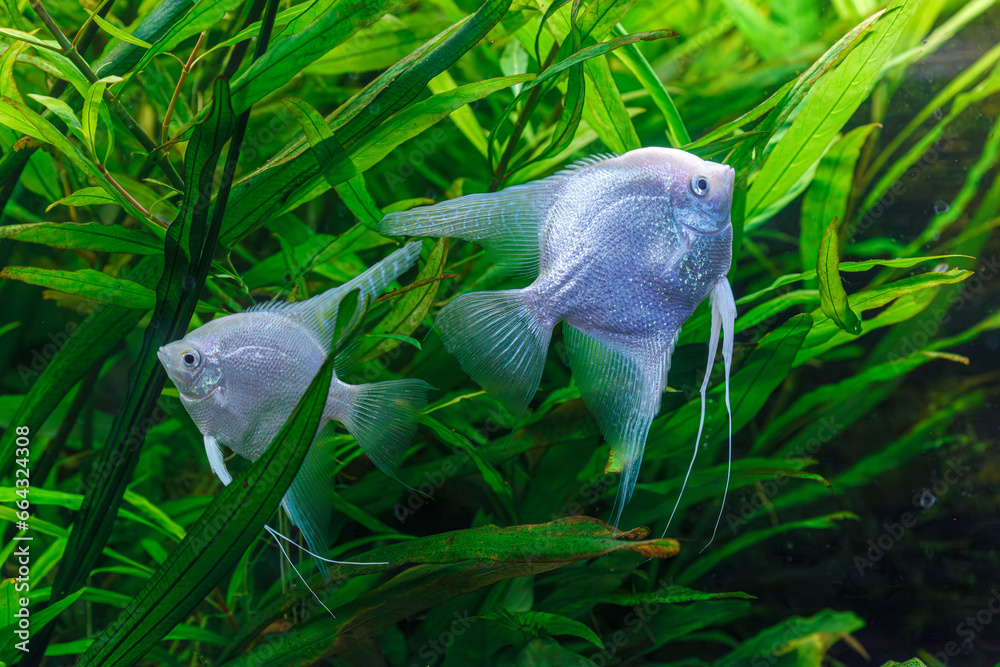 Wall mural underwater photography of barbus tetrazona fish