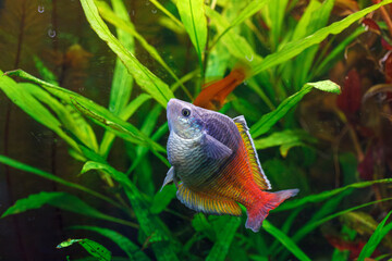 underwater photography of Barbus ticto fish