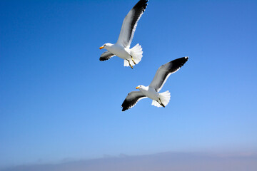 Two seagulls are flying against the background of a bright clear blue sky. View from below