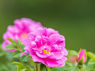 Fototapeta premium Blooming rosehip flower, beautiful pink flower on a bush branch. Beautiful natural background of blooming greenery.