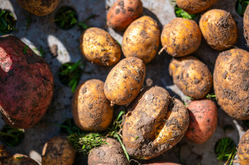 Close up view of potatoes shortly after harvest © Martin