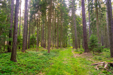 View of magical forest in soft light. Detail of forest lumber industry.