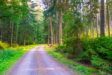 View of magical forest in soft light. Detail of forest lumber industry.