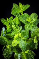 Green mint leaves on black background.