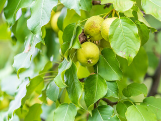 Yellow wild apples ripen on a branch. The Fruit Harvest. Autumn. Soft and selective focus.