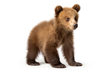 Baby brown bear on a white background