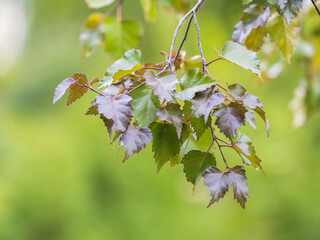 Branch of birch tree, Betula pendula, silver birch, warty birch, European white birch, with green leaves