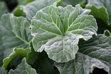 close-up of frost-tinged leaves of an ornamental kale
