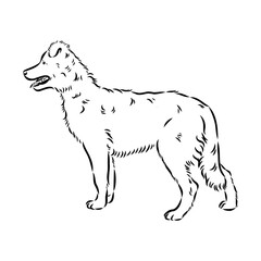 aidi dog, vector sketch outline pencil drawing artwork, black character on white background