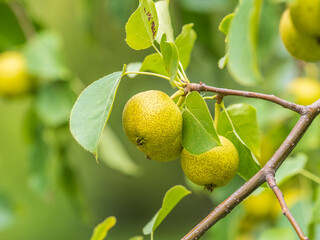 Yellow wild apples ripen on a branch. The Fruit Harvest. Autumn. Soft and selective focus.