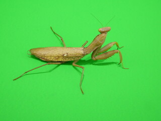 奥の方を見る横向きのカマキリ