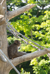 木の上で物思いにふけっているニホンザル
