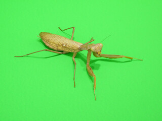 斜め上から見たハラビロカマキリ
