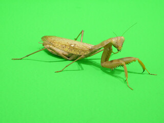 ハラビロカマキリ