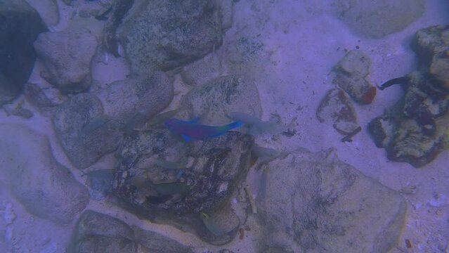 Snorkling snorkel in Phi Phi Island Corel reef teaming with reef fish of various colours. Phuket Thailand teaming with reef fish of various colours. vibrant and colourful Corel reef