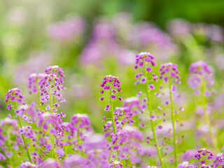 Verbena bonariensis flowers, Argentinian Vervain or Purpletop Vervain, Clustertop Vervain, Tall Verbena, Pretty Verbena, in garden