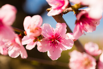 Close up of pink blossoming peach flowers