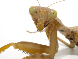 カマキリの顔面のアップ