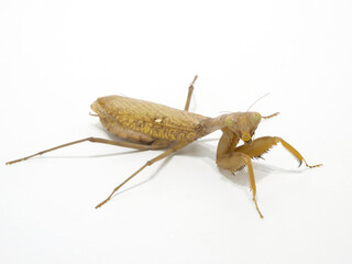 カマキリ
