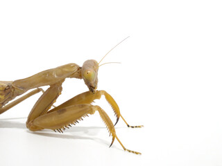 獲物を待ち伏せするカマキリのアップ