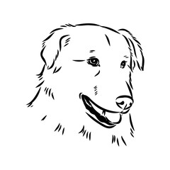 aidi dog, vector sketch outline pencil drawing artwork, black character on white background