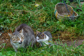 A gray cat in the green grass. A cat and kittens are resting and frolicking in nature outside the...