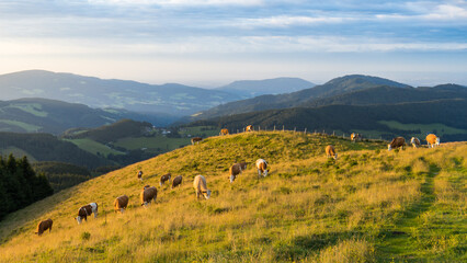 Fototapeta na wymiar Sunny morning on a mountain pasture with grazing cows in idyllic Austria