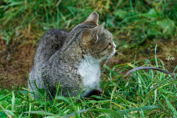 A gray cat in the green grass. A cat and kittens are resting and frolicking in nature outside the city. Pets are happy and contented. The cat eats grass.