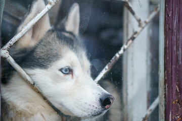 The husky dog is sitting on the windowsill and sadly looks out the window. A lonely dog is locked in a cage. Blue dog eyes.