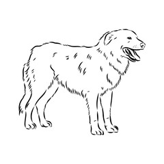 aidi dog, vector sketch outline pencil drawing artwork, black character on white background