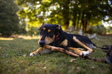 black dog plays in a park 