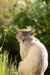 振り向く猫　シャムトラ猫