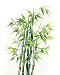 Fototapeta na wymiar Watercolor bamboo clipart isolated on white background.