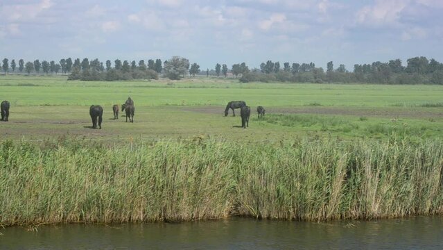 Black Frisian horses in a meadow, TRACKING SHOT from a passing boat.