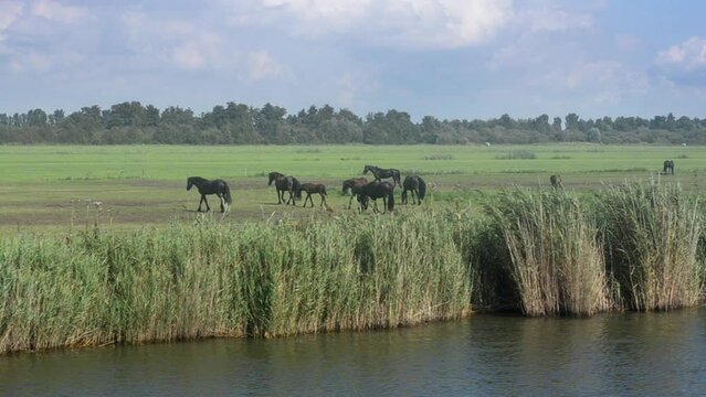 Frisian horses in a meadow, TRACKING SHOT from a boat.