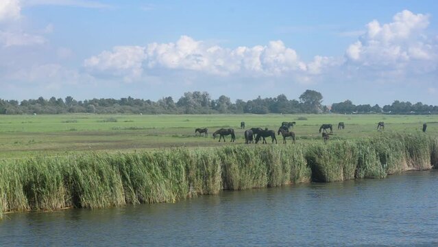 A stud of Frisian horses in a meadow, filmed from a passing ship on a sunny day.