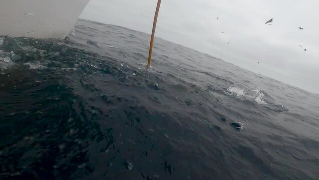 graphic video of a tuna getting gaffed