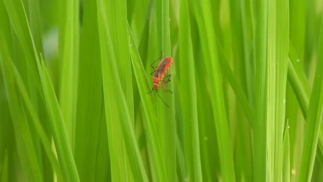 Red Cockroach  in rice grass . leaf .