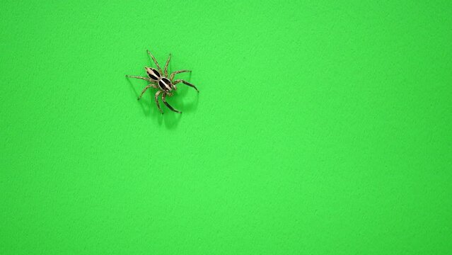 警戒中のハエトリグモ