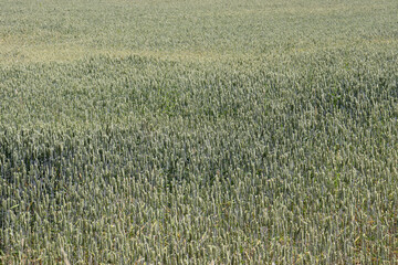 Weizen, Weizenfeld in Pajottenland, Belgien
