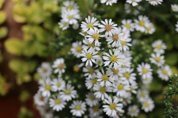Aster wrzosolistny Snow Flury Aster ericoides