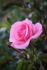Dark background with a buds of a bright pink rose in a summer garden